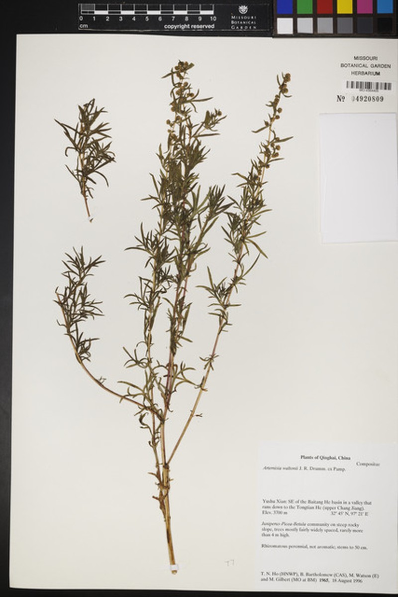 Artemisia waltonii photo 7