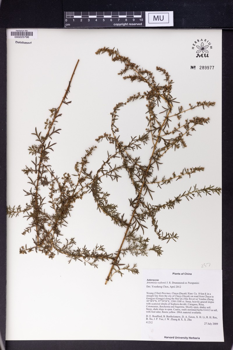 Artemisia waltonii