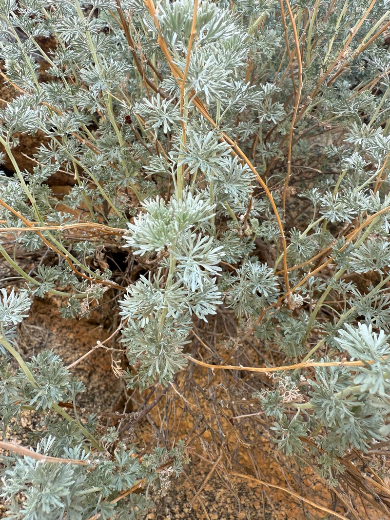 Artemisia wellbyi