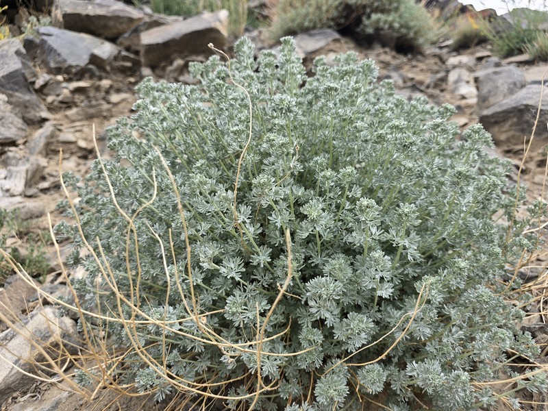 Artemisia wellbyi photo 2