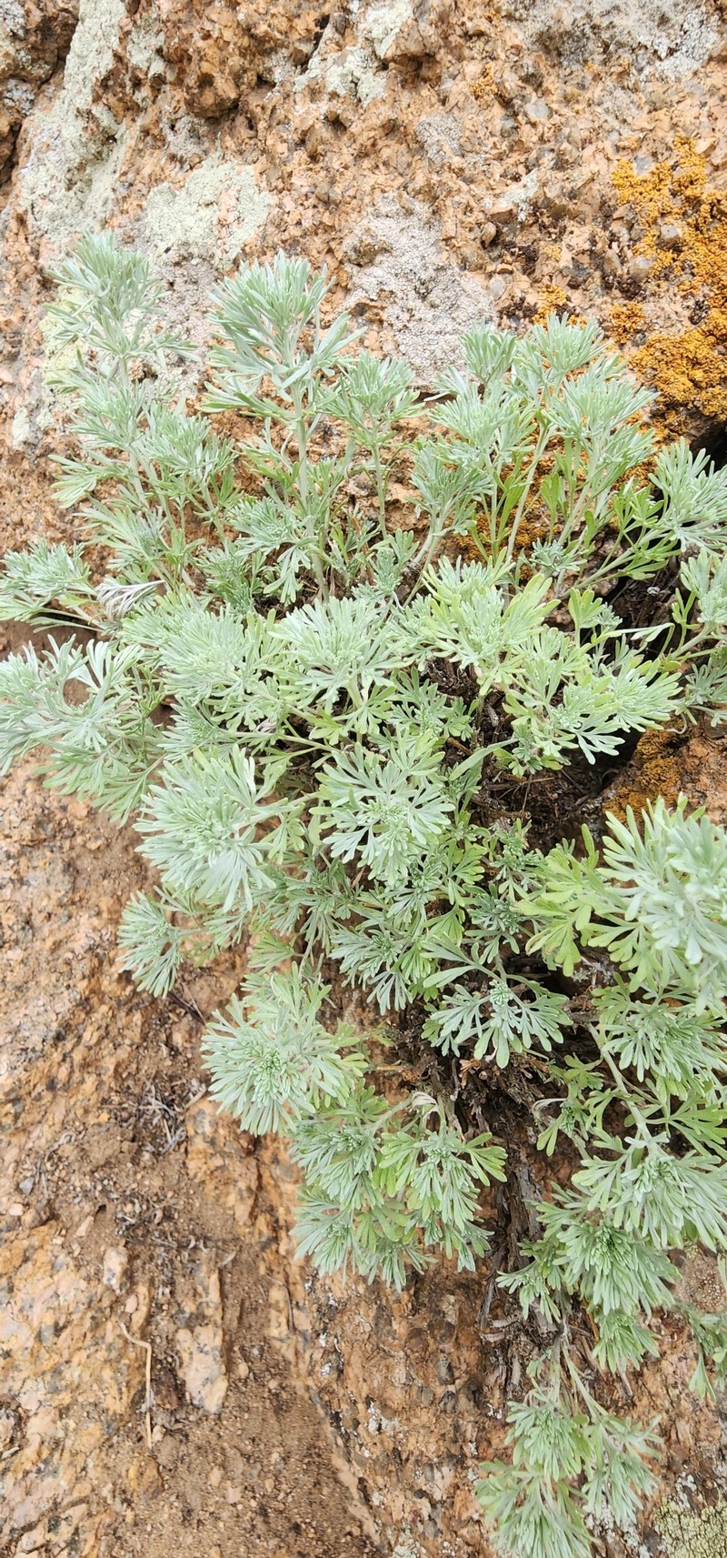 Artemisia wellbyi photo 3