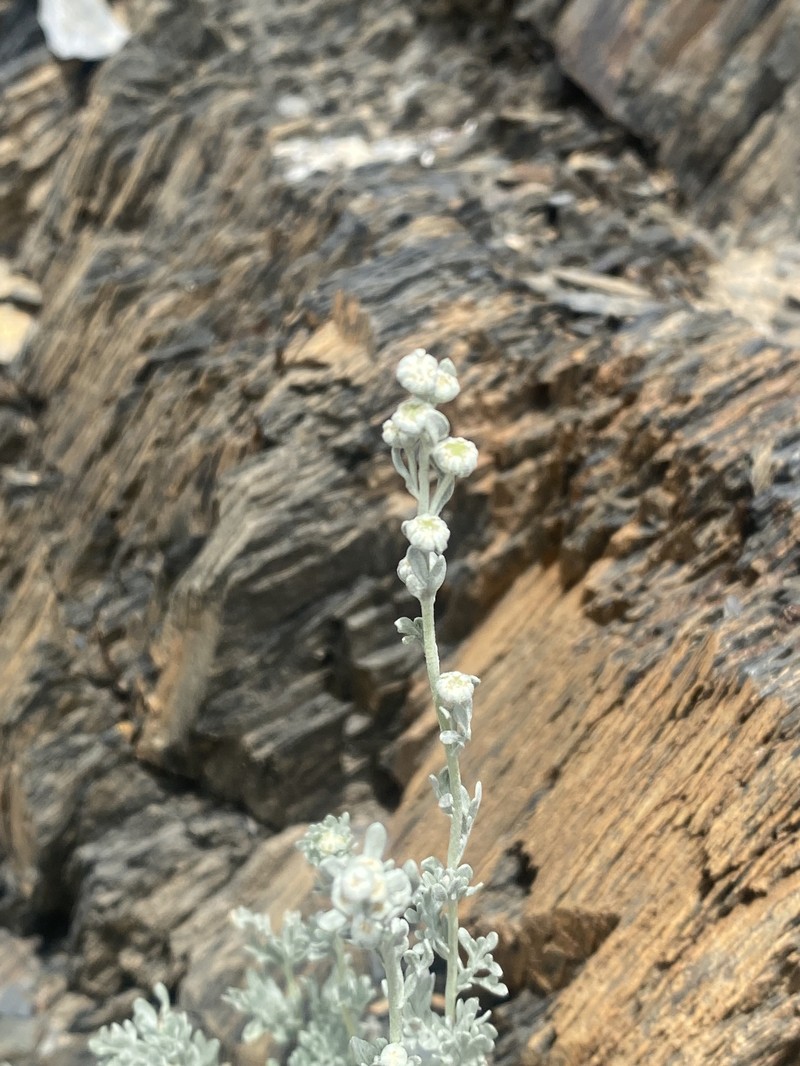 Artemisia wellbyi photo 4