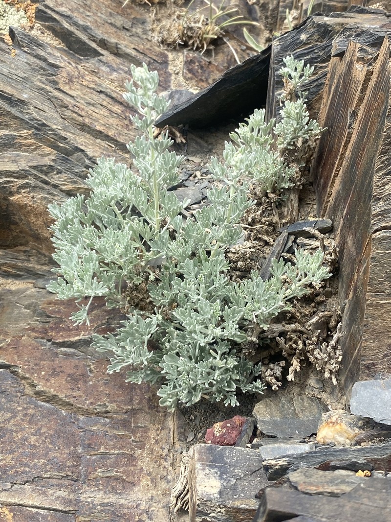 Artemisia wellbyi photo 5