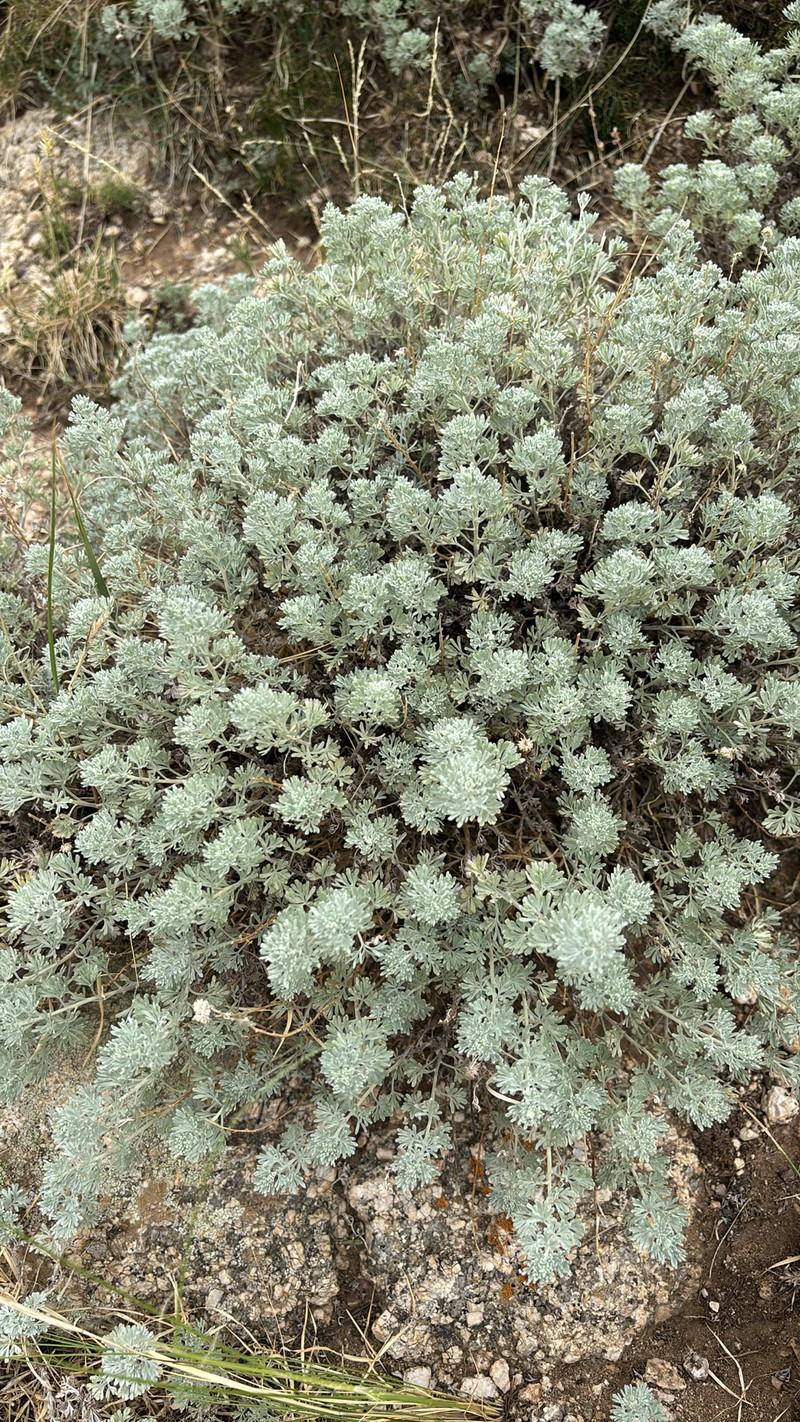 Artemisia wellbyi photo 6