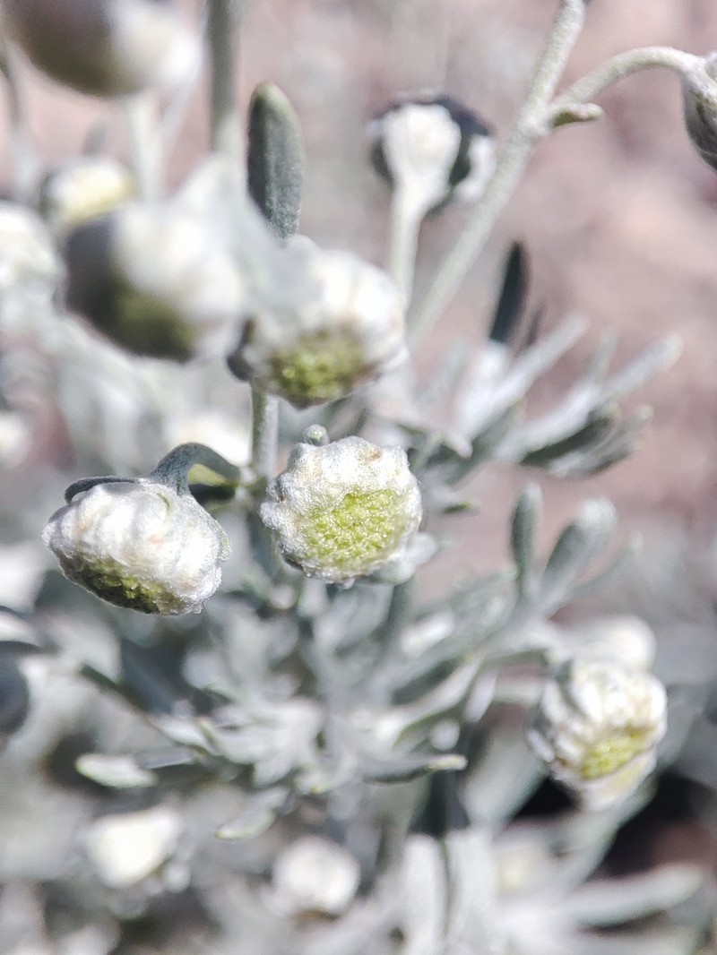 Artemisia wellbyi photo 7
