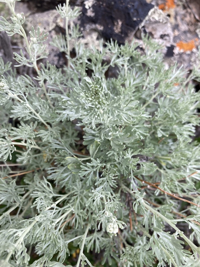Artemisia wellbyi photo 8