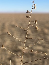 Artemisia xanthochroa