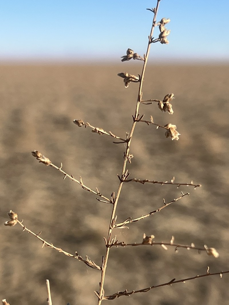 Artemisia xanthochroa