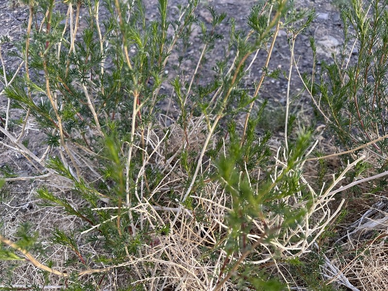 Artemisia xanthochroa photo 2
