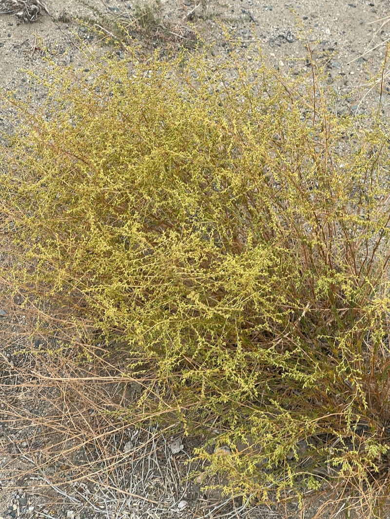 Artemisia xanthochroa photo 3