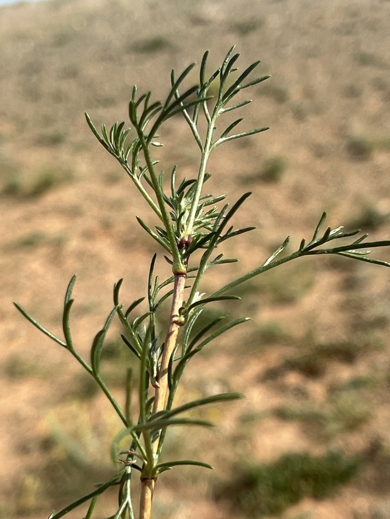 Artemisia xanthochroa photo 4