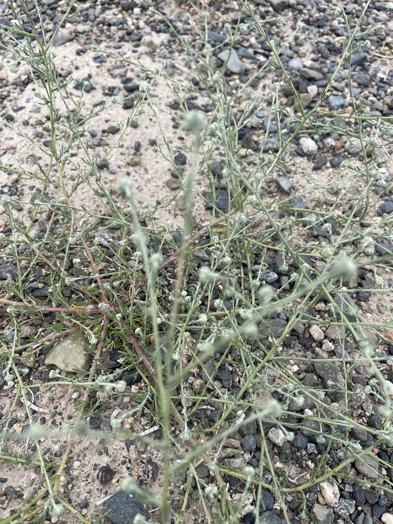 Artemisia xanthochroa photo 5