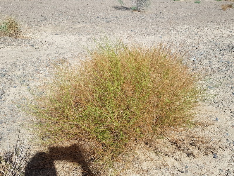 Artemisia xanthochroa photo 6