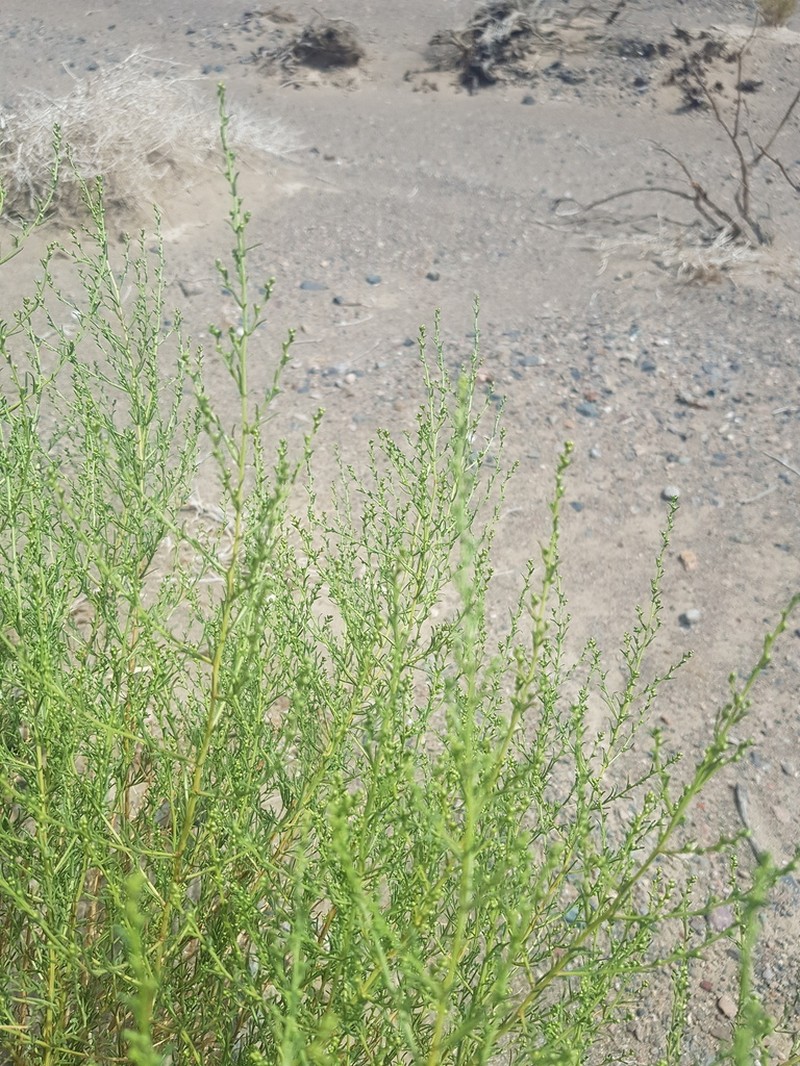 Artemisia xanthochroa photo 7