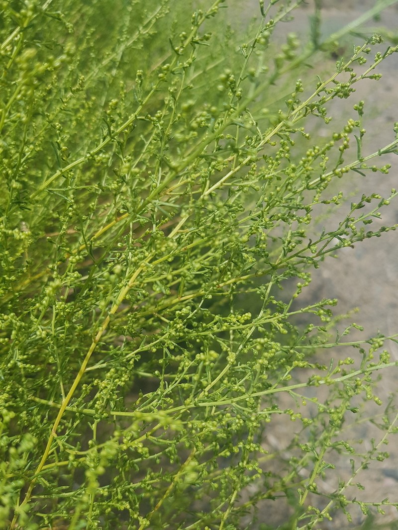 Artemisia xanthochroa photo 8