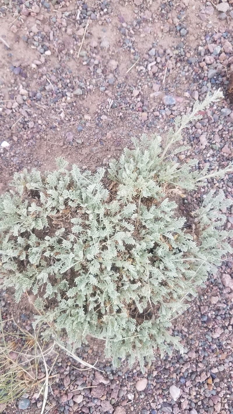 Artemisia xerophytica