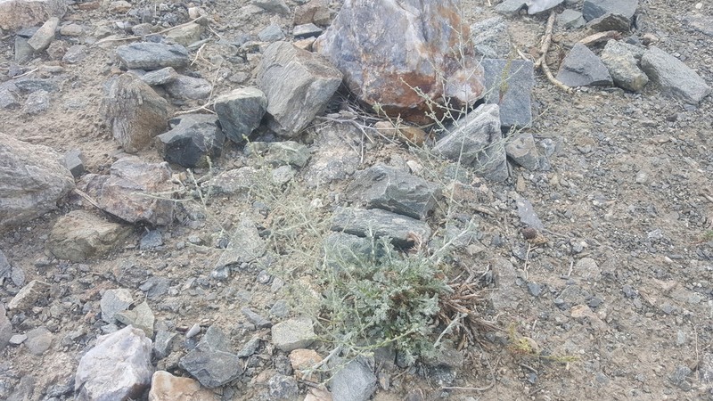 Artemisia xerophytica photo 2