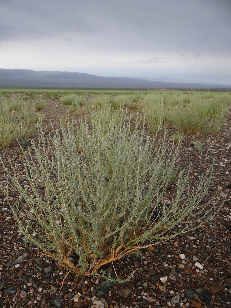 Artemisia xerophytica photo 3
