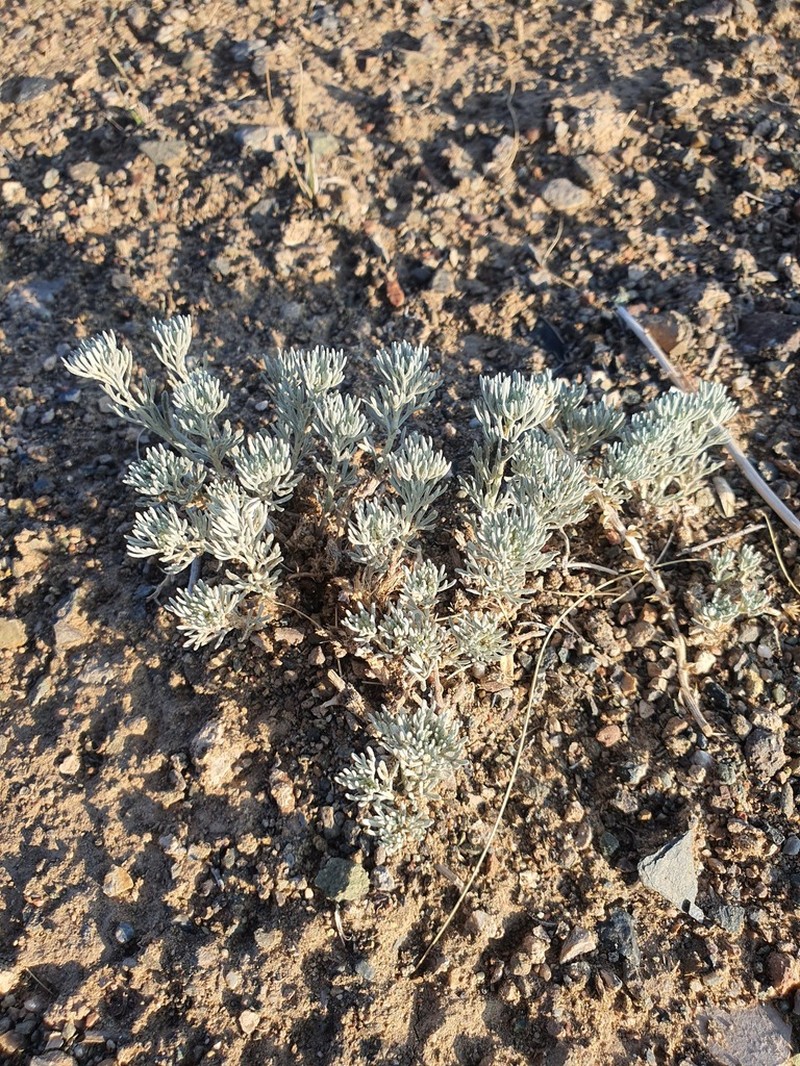 Artemisia xerophytica photo 4