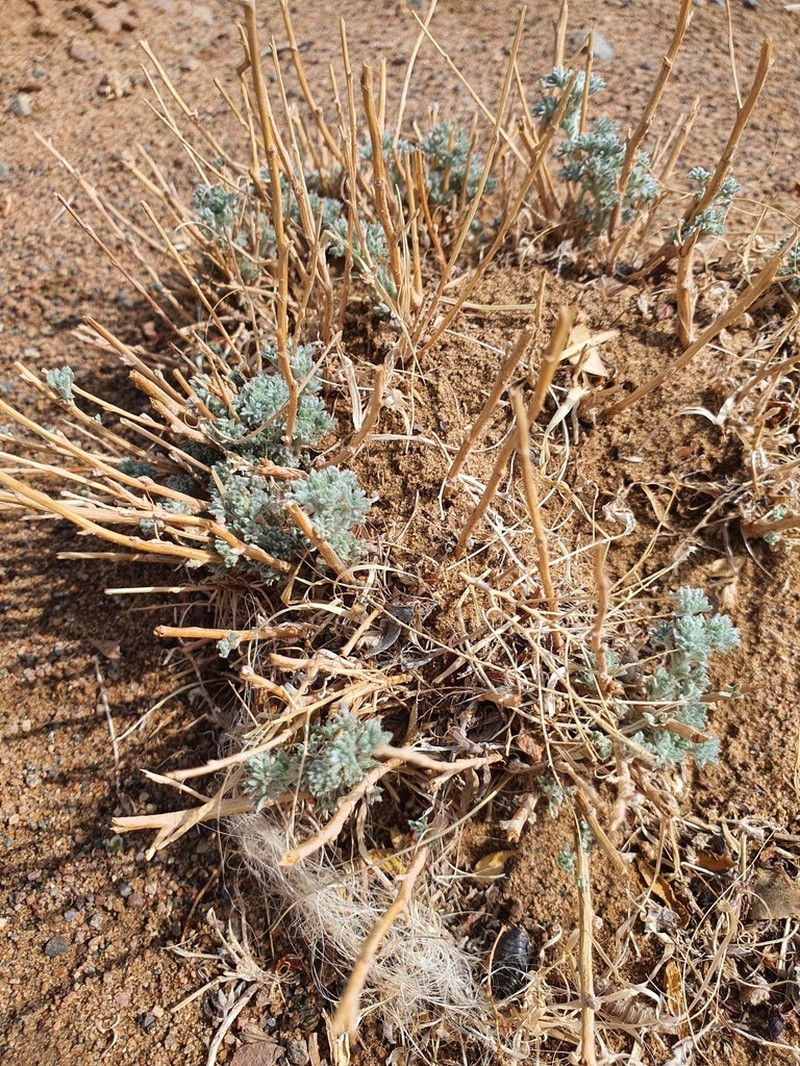 Artemisia xerophytica photo 5