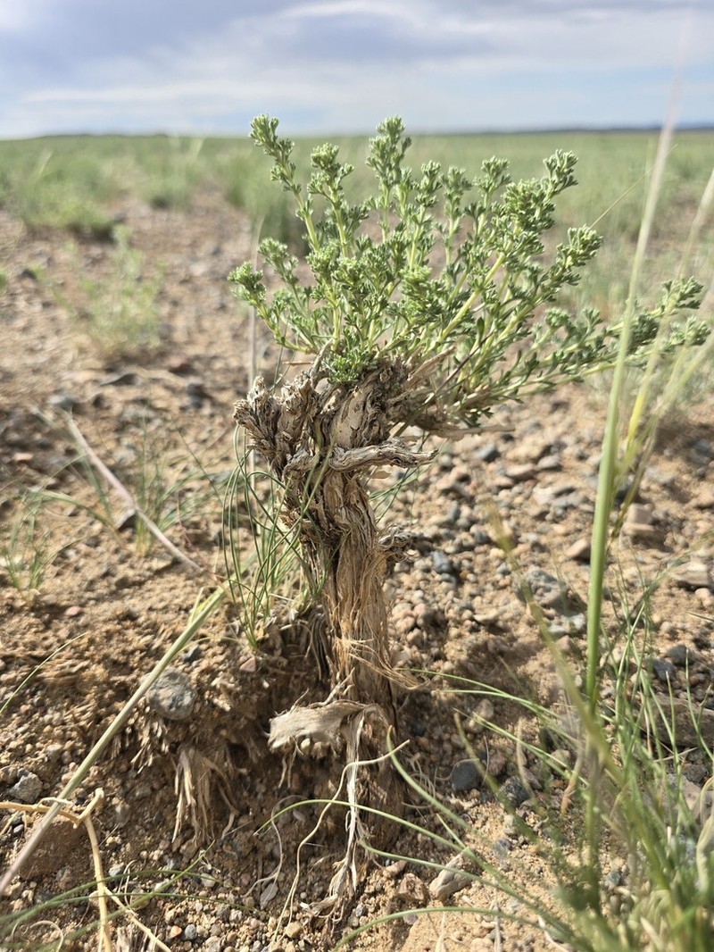 Artemisia xerophytica photo 6