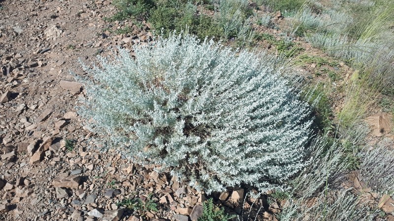 Artemisia xerophytica photo 7