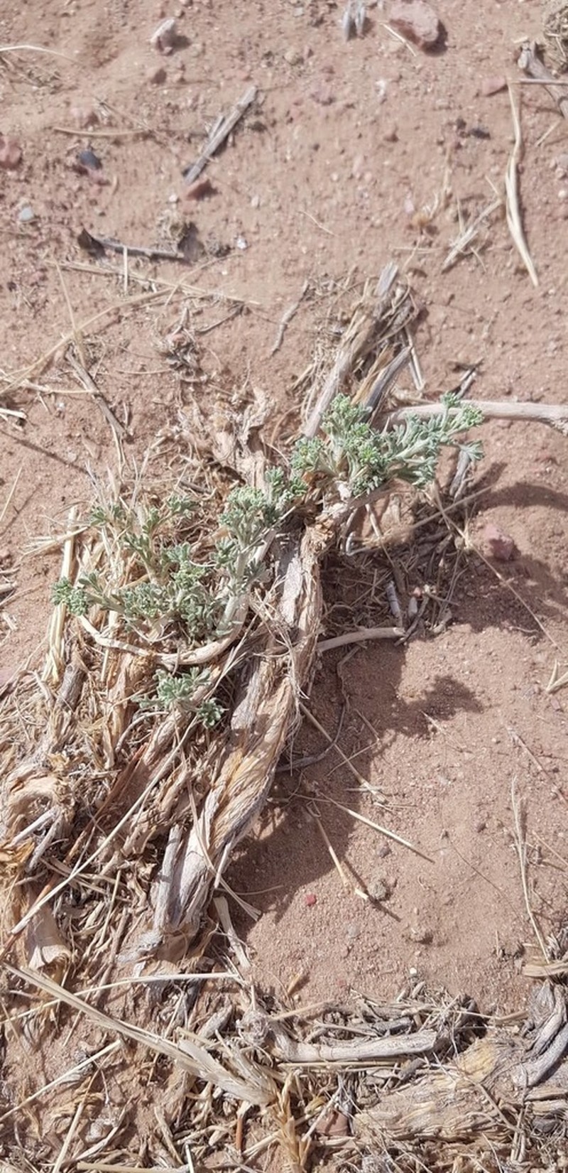 Artemisia xerophytica photo 8