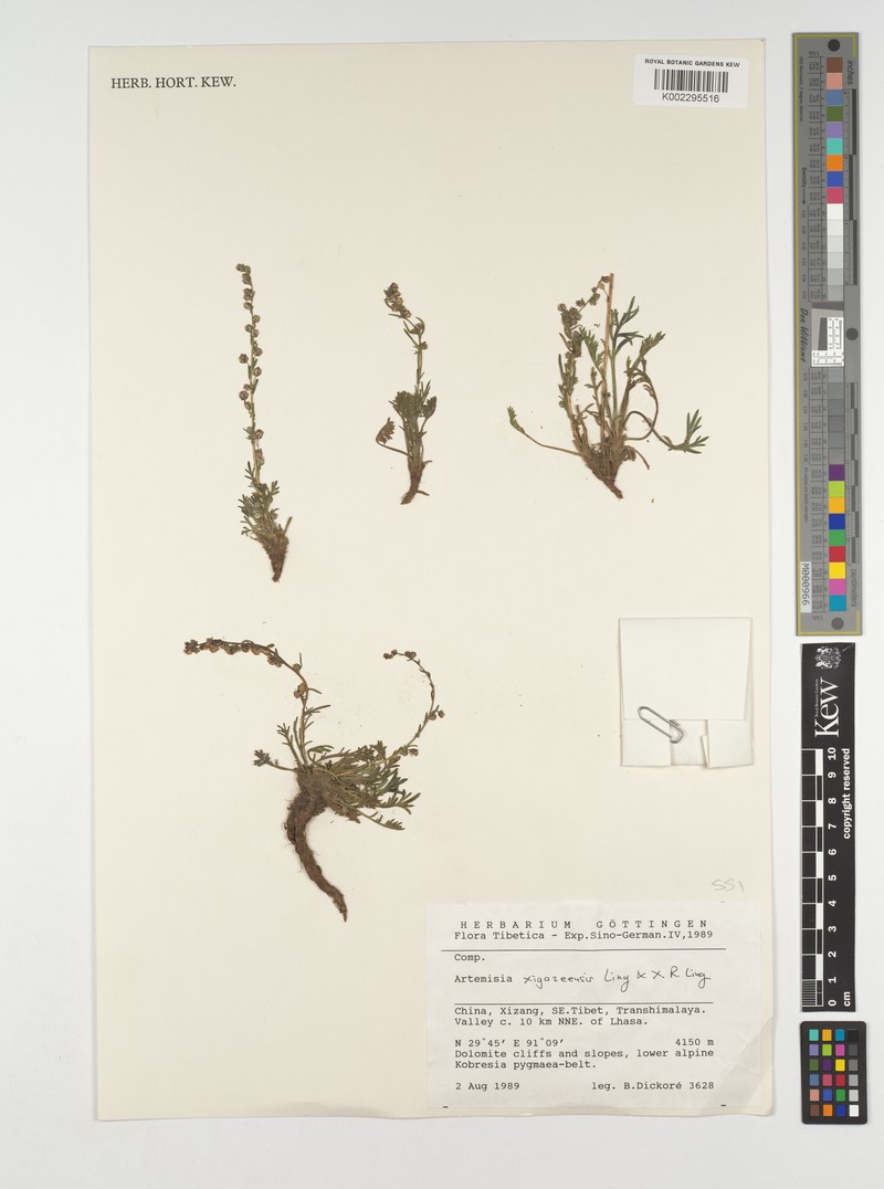 Artemisia xigazeensis