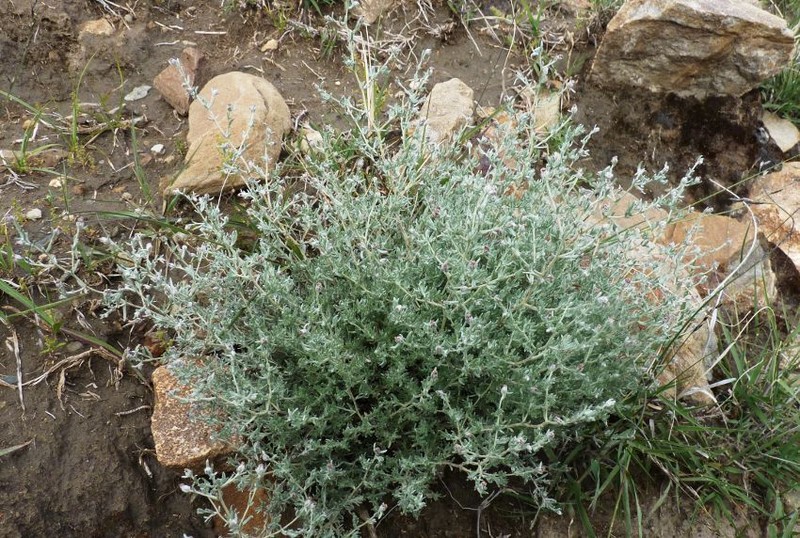 Artemisia younghusbandii