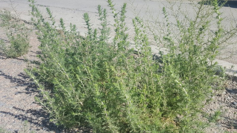 Artemisia yunnanensis photo 2