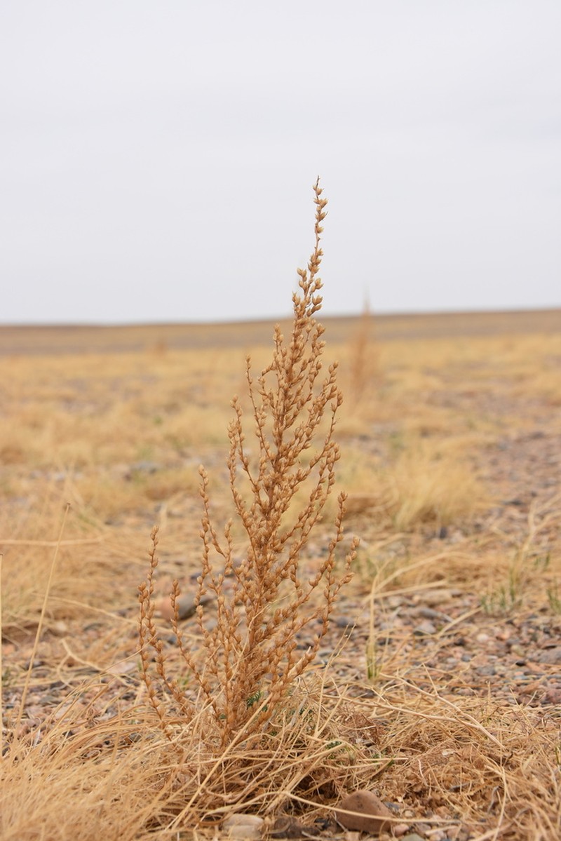 Artemisia yunnanensis photo 4