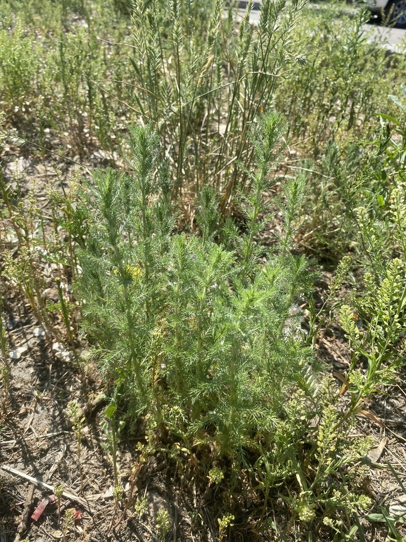 Artemisia yunnanensis photo 6