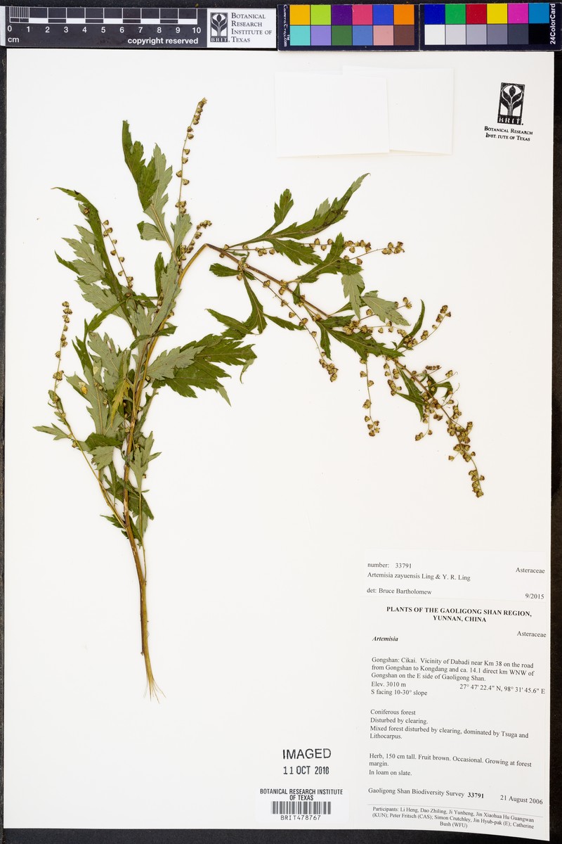 Artemisia zayuensis photo 4