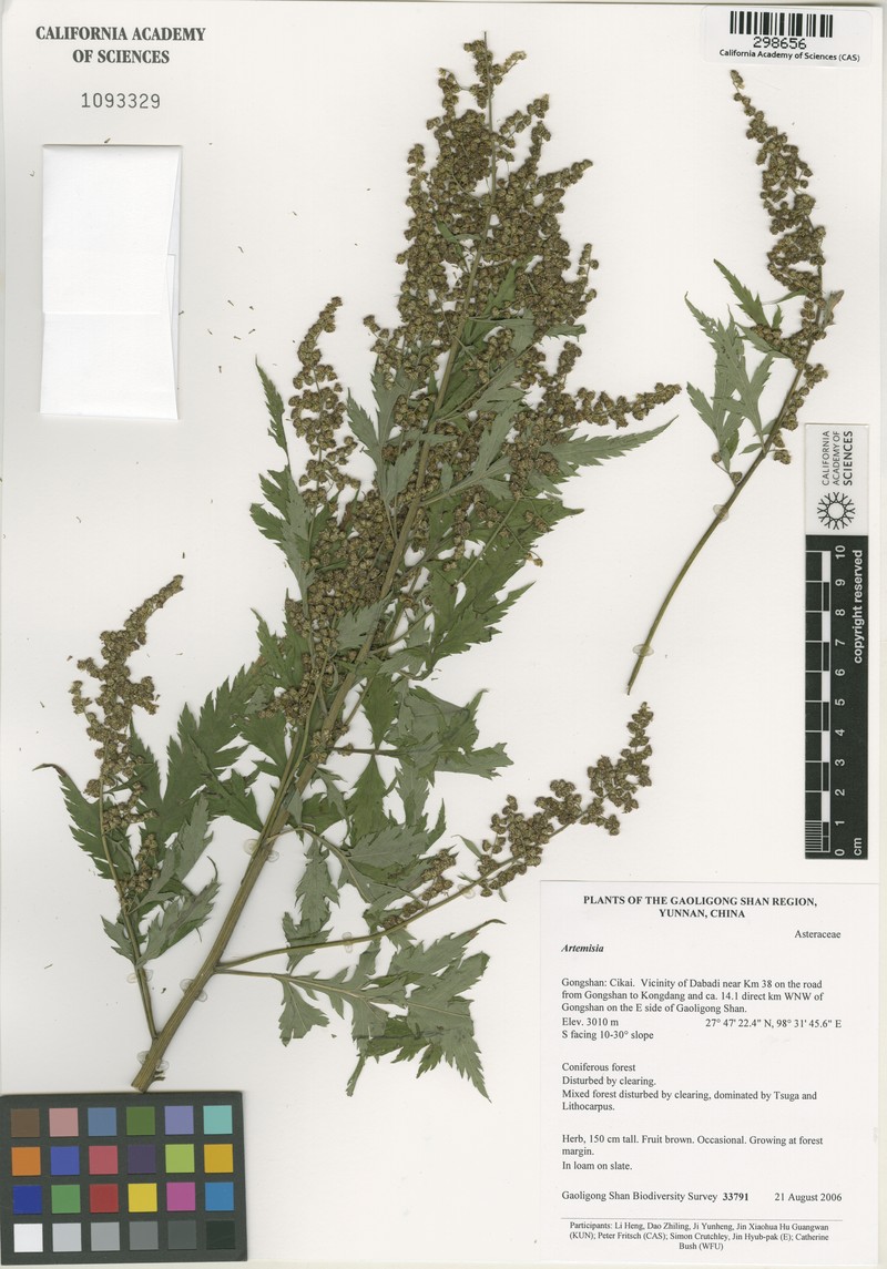 Artemisia zayuensis