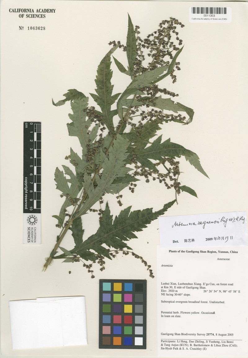 Artemisia zayuensis photo 2
