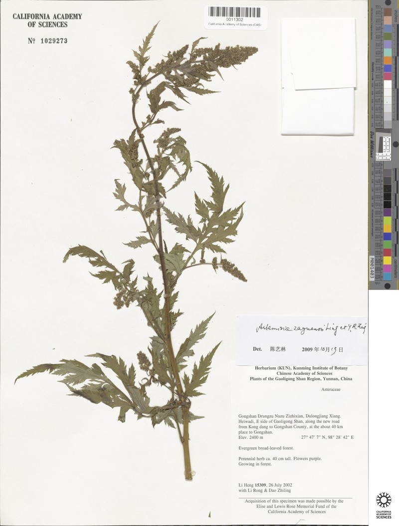 Artemisia zayuensis photo 3