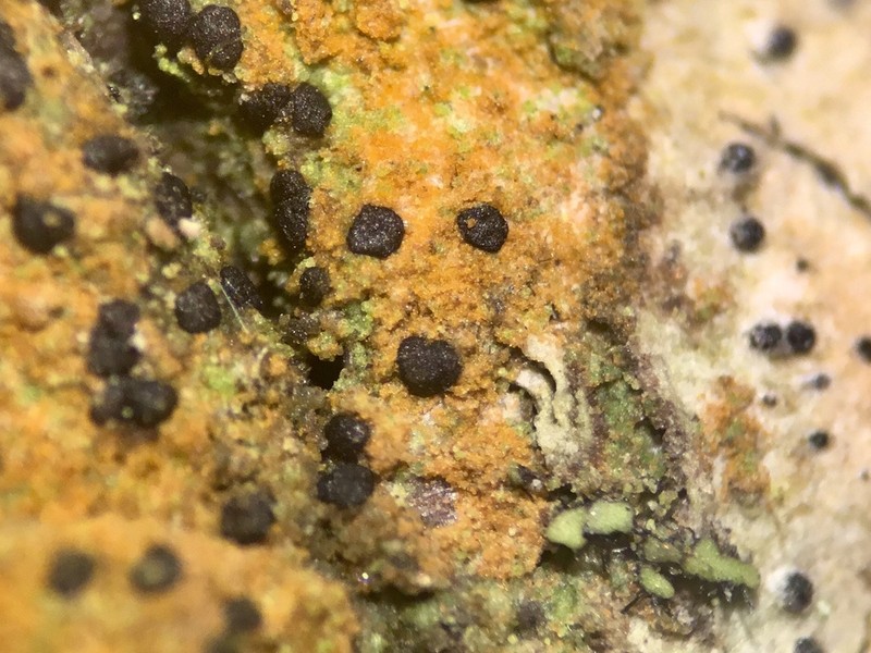 Arthonia apetetica