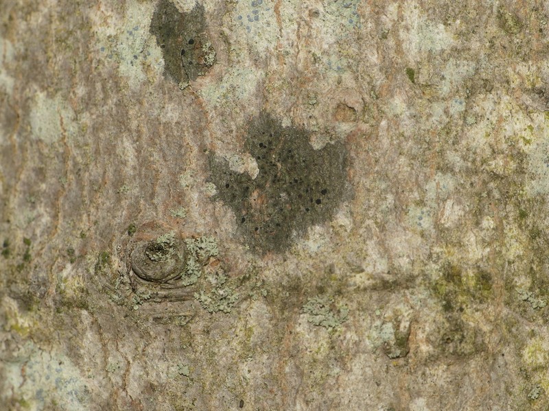 Arthonia apetetica photo 2