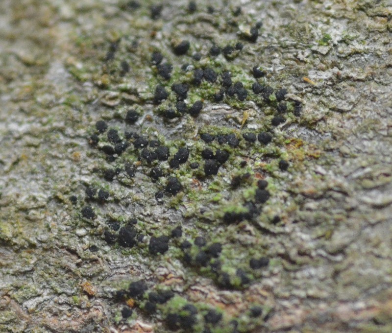 Arthonia apetetica photo 3