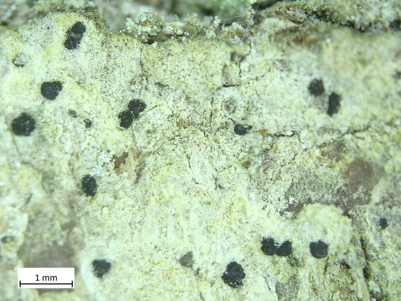 Dot Lichen