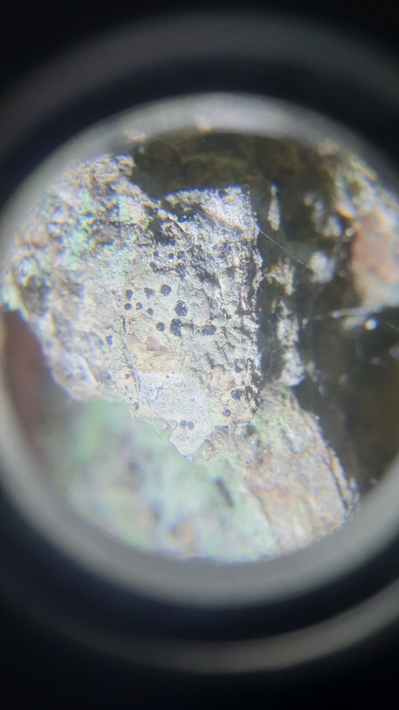 Dot Lichen photo 2
