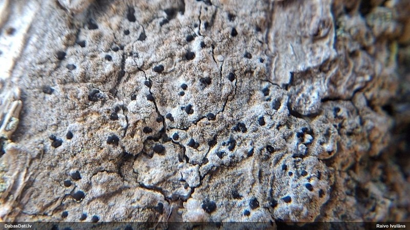 Dot Lichen photo 3