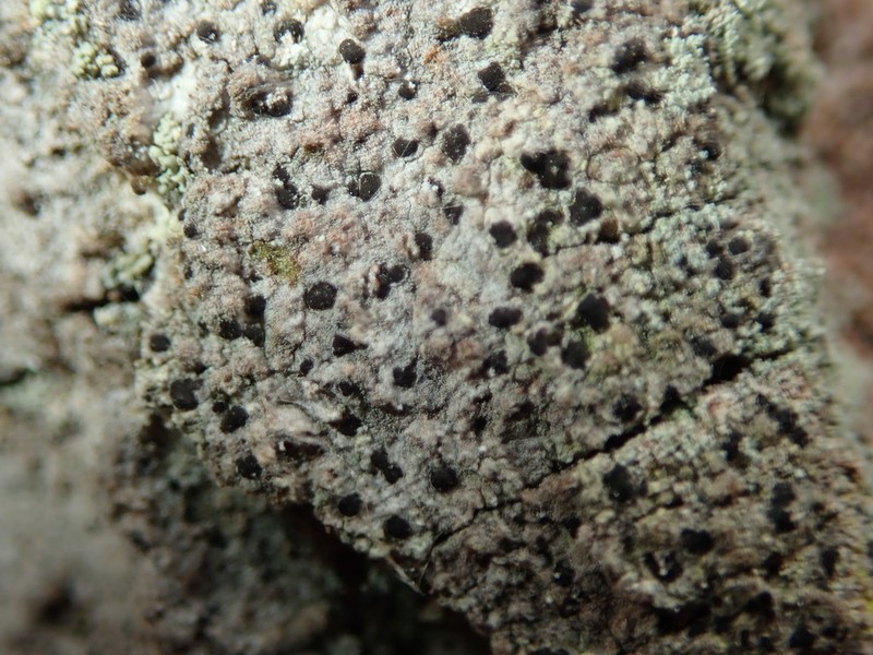 Dot Lichen photo 4