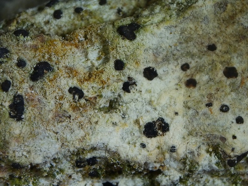 Dot Lichen photo 5