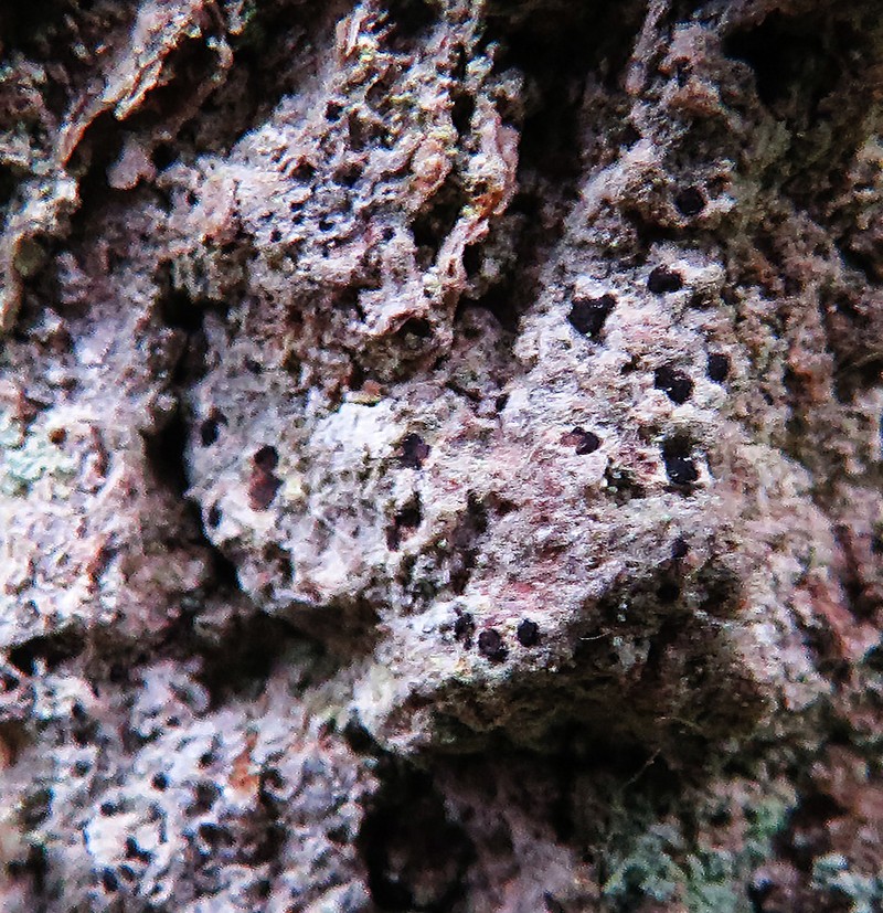 Dot Lichen photo 6