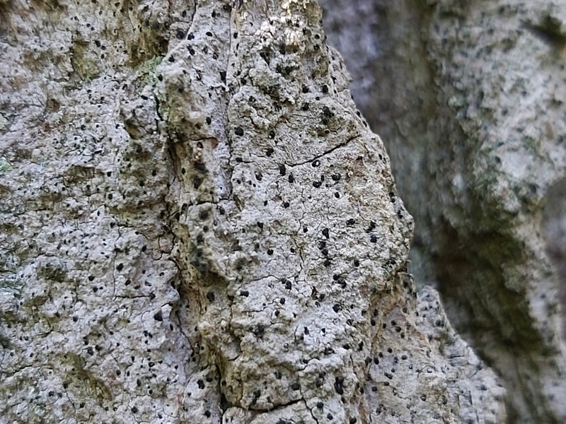 Dot Lichen photo 7