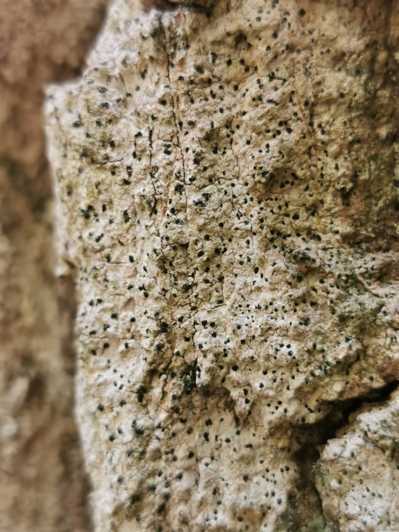 Dot Lichen photo 8