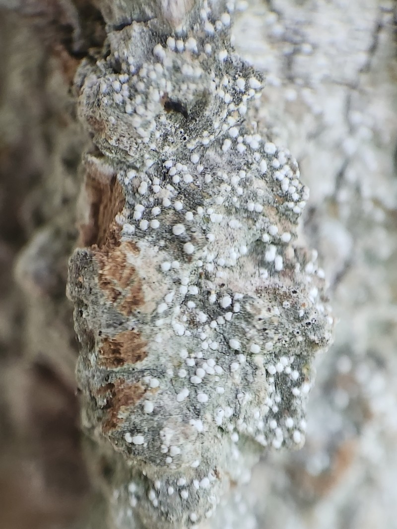 Dot Lichen