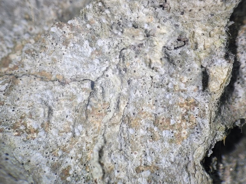 Dot Lichen photo 2
