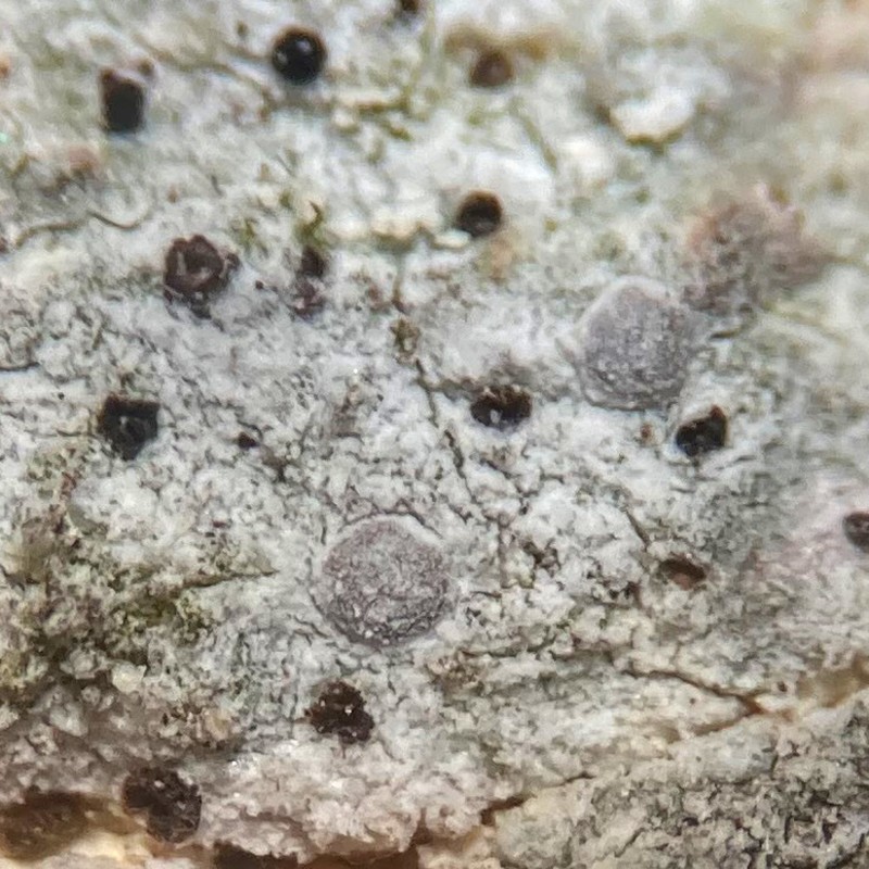 Dot Lichen photo 3